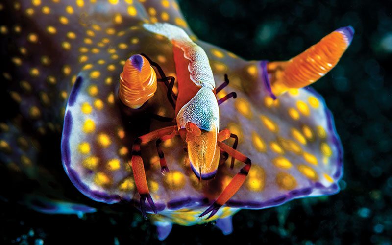 Emperor shrimp stands on the head of a purple-spotted nudibranch