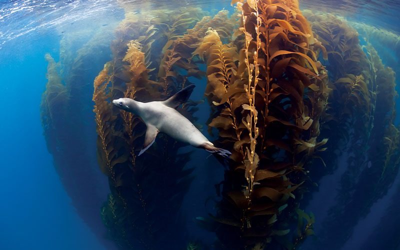 Gray sea lion swims through kelp forest