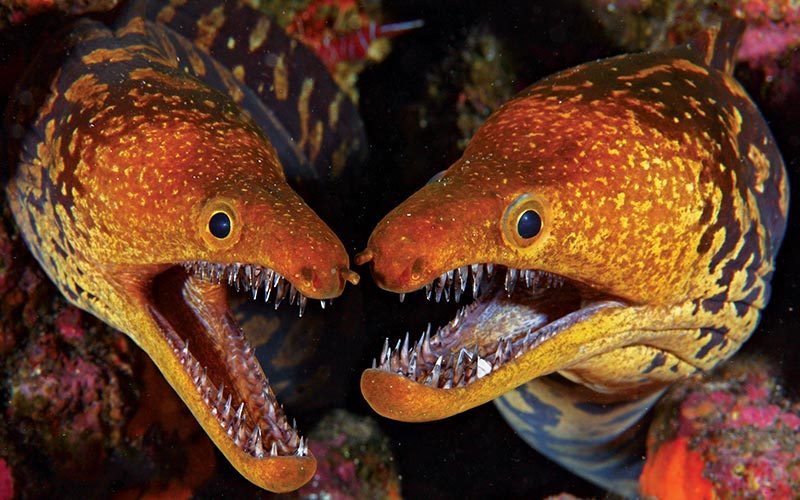 Heads of two orange, scary-looking moray eels