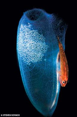 Orange ghost goby has a blue next full of eggs