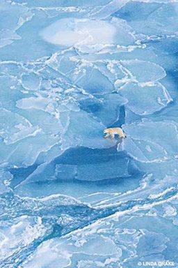 Lone polar bear walks across ice caps