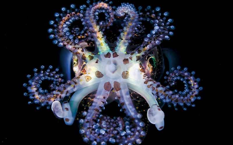 Purple bobtail squid had lumpy tentacles