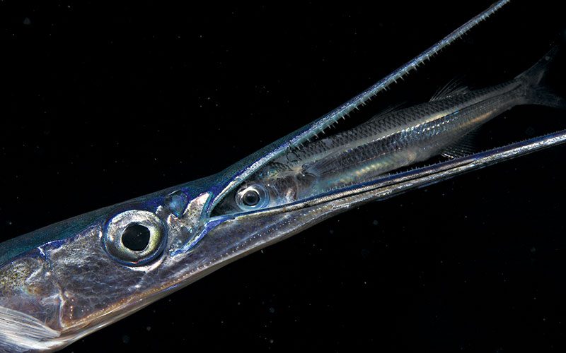Silver garfish has its beak open and a tiny fish is inside