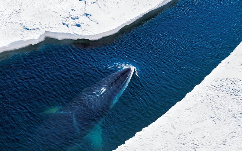 Southern minke whale swims between two ice caps