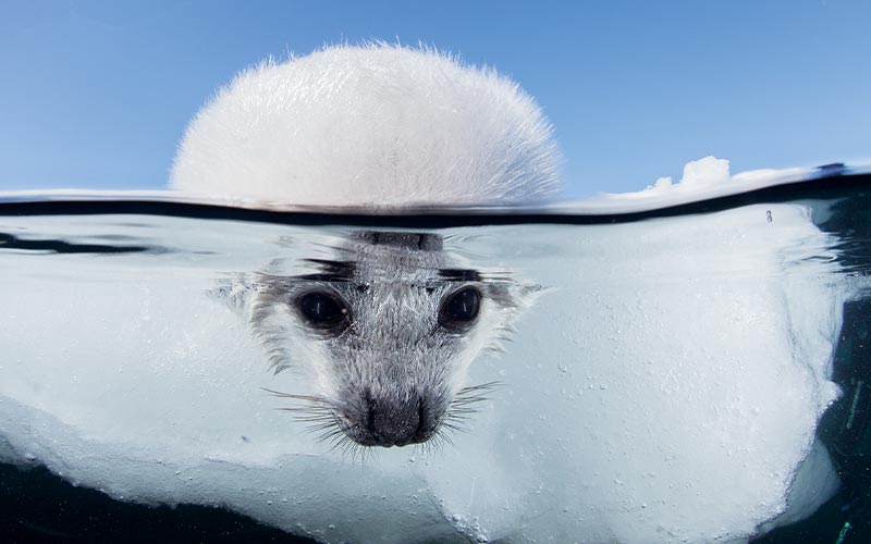 Split shot of a baby harp seal peering over the ice