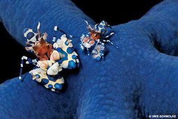 Two blue-spotted mantis shrimp stand on blue sea star
