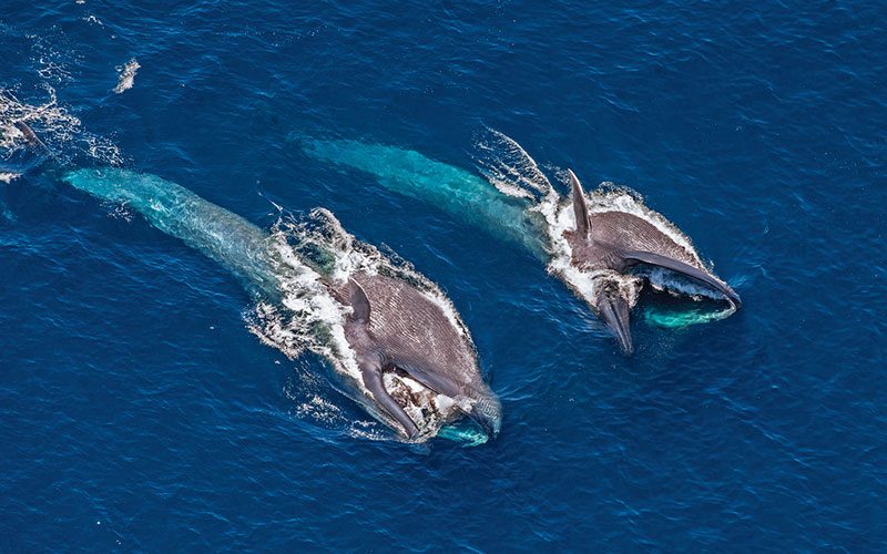 Two blue whales breach to feed on krill