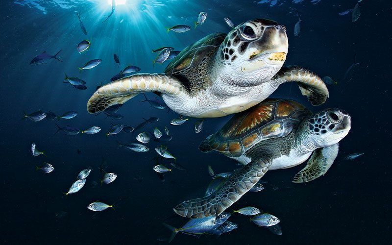 Two sea turtles swim through a school of fish