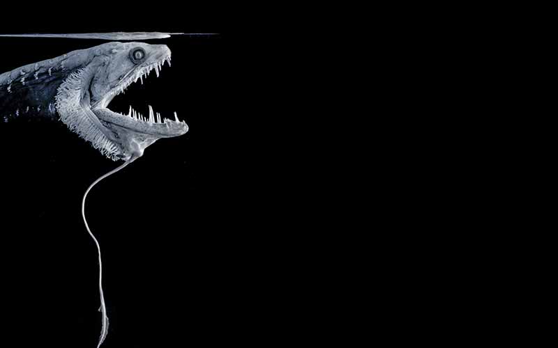A scary-looking image of of an open-mouthed dragonfish
