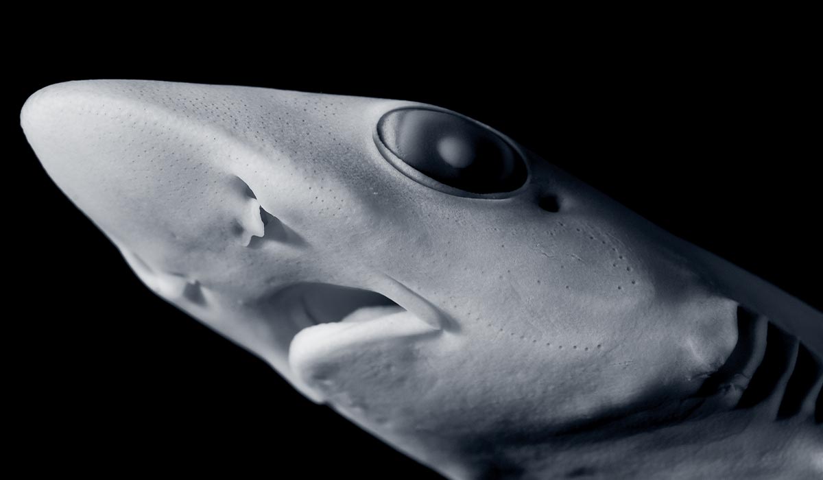 Ghostly looking young shark with beady eyes