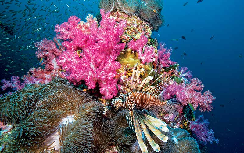 Lionfish swims by some pink corals