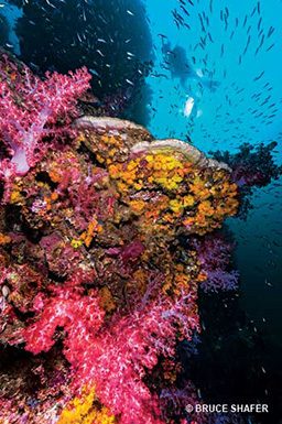 Pink and orange soft coral formations