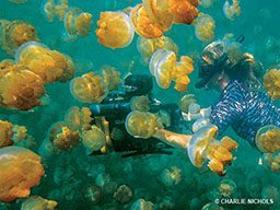 Snorkeler woman is swimming amongst jellyfish