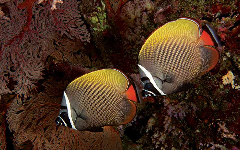 Two collared butterflyfish go for a swim