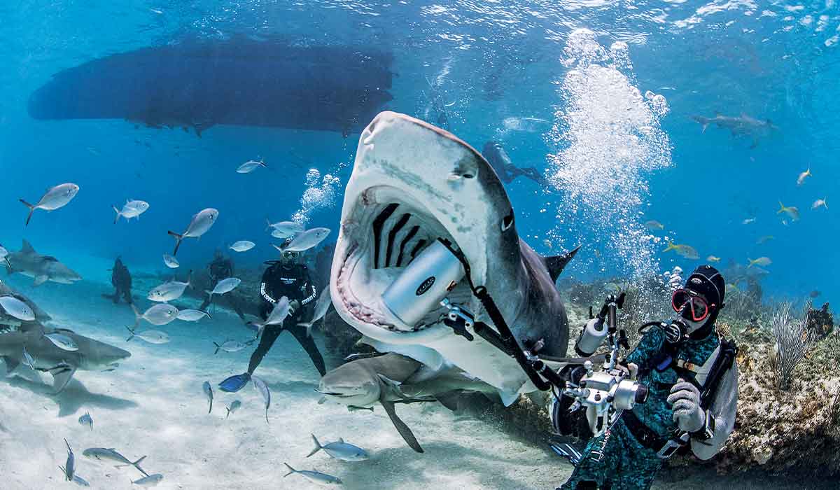Dive photographer has a camera in a shark's mouth