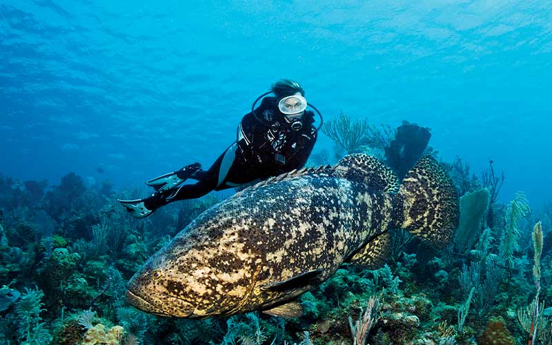 Diver approaches a giant, grumpy-looking fish