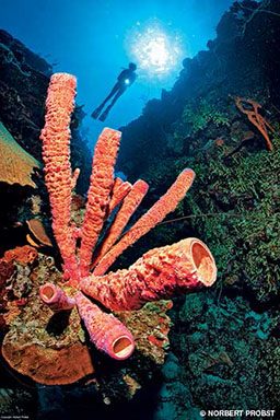Diver looks down on pink coral tubes