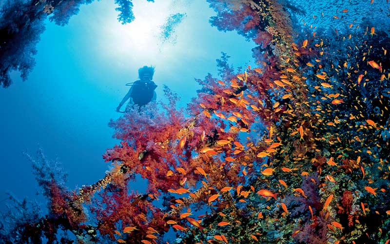Diver swims in the background of pink corals and orange fish