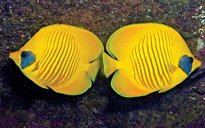 A yellow masked butterflyfish has a blue patch around its eye