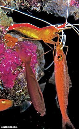 An orange cleaner shrimp cleans the mouth of a plankton