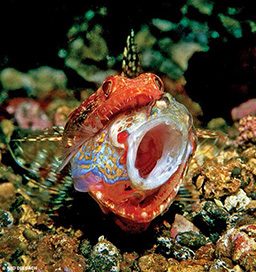 Red goby spreads its mouth