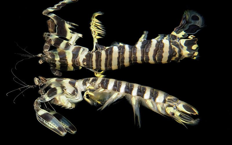 A tiger mantis is striped and looks like a weird shrimp