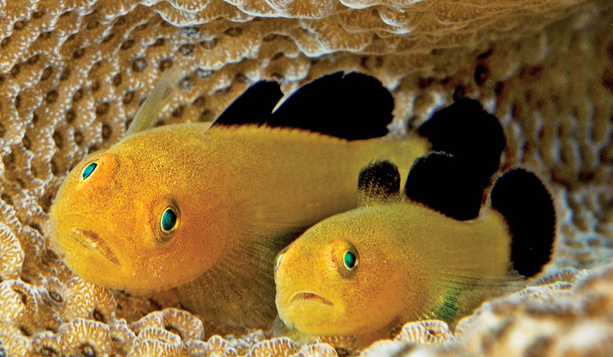 Two Blackfin coralgobies are actually yellow. One is quite larger than the other