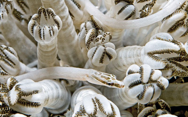 White Xenia coral houses a white pipefish