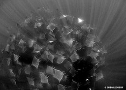 A pod of mobula rays swarm in the water