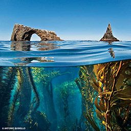 Split shot of arch rock pokes out of water and kelp is shown below water