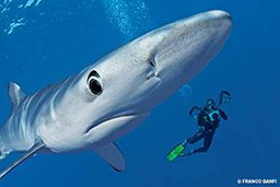 Giant snout of a blue shark and diver in background