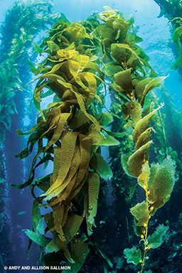 Healthy, green kelp forest