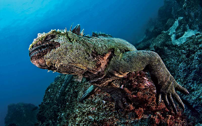 Marine iguana goes for a little swim