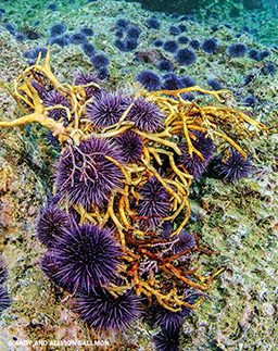 Purple urchins devour a kelp holdfast.