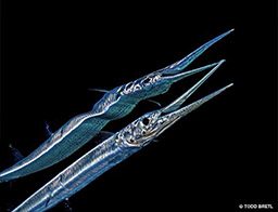 The reflection of a blue needlefish