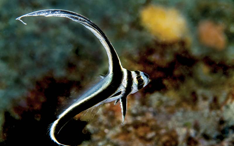 Tiny black-and-white fish has swoopy fins