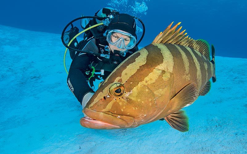 Diver approaches a giant orange grouper