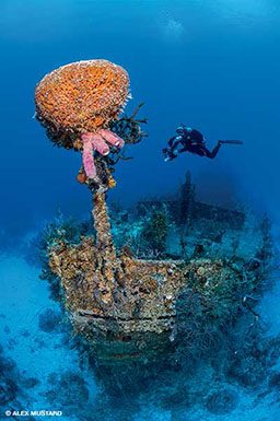 Diver approaches a sponge-encrusted shipwreck 
