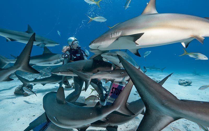 Diver is in the middle of a group of sharks