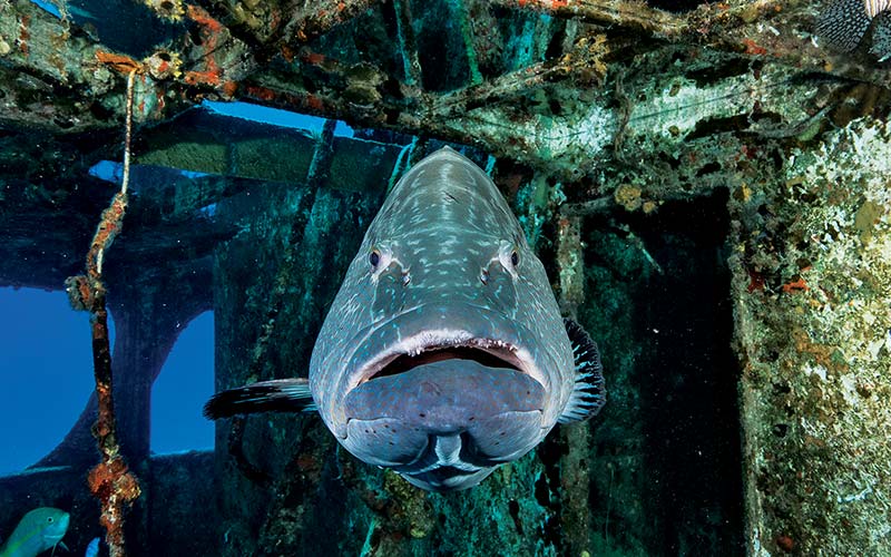 Giant black grouper smiles at camera