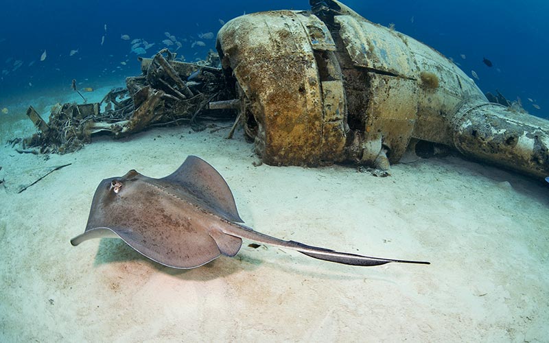 Manta ray swims by sunken airplane