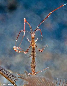 Reddish skeleton shrimp looks like its meditating