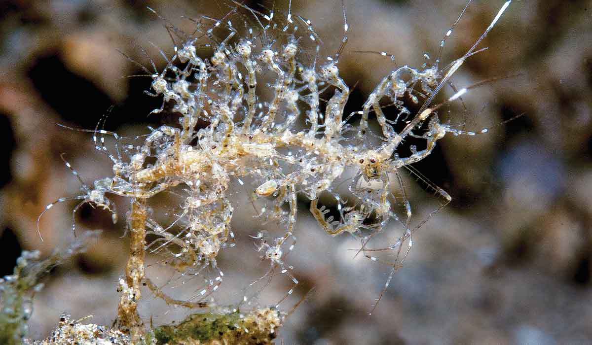 Skeleton shrimp mama is holding her babies