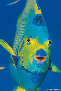 Smiling blue-green queen angelfish