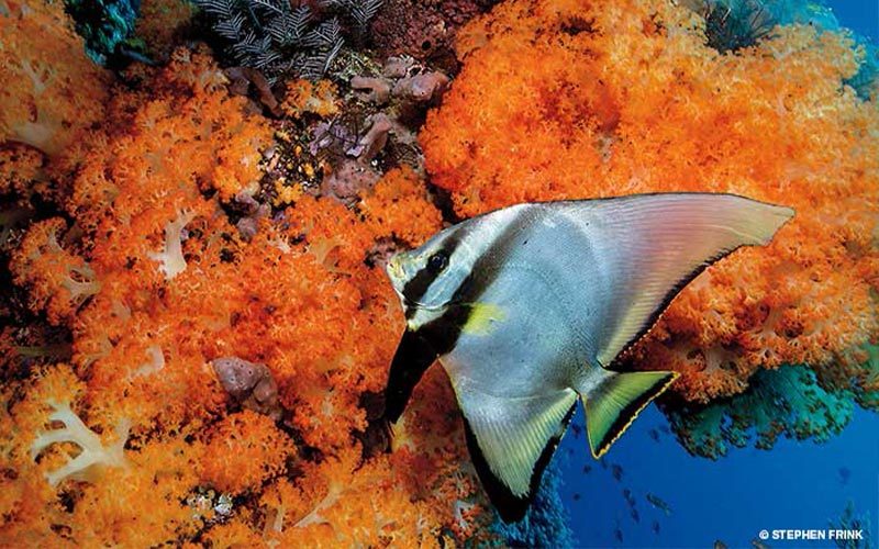 A batfish swims into orange corals
