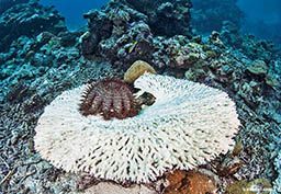 A maroon crown-of-thorns starfish rests in a mass of white coral