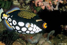 A black clown triggerfish has white spots on a its belly and yellow spots on its top