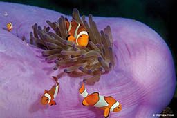 Four clownfish hang out in a host anemone. 