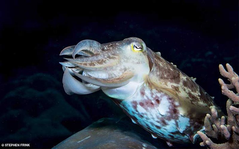 A cute and spotted cuttlefish tucks into a coral crevice for protection.