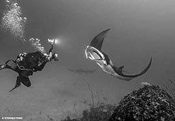 Dive photographer shoots photo of manta